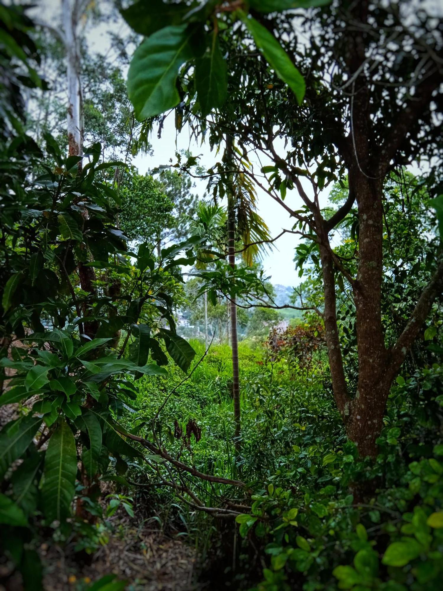 New Rose Villa Bandarawela Ella Ngoại thất bức ảnh